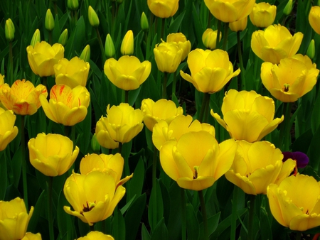 Yellow Tulips for Luiza - nature, view, yellow, beautiful, tulips, field, flowers, garden