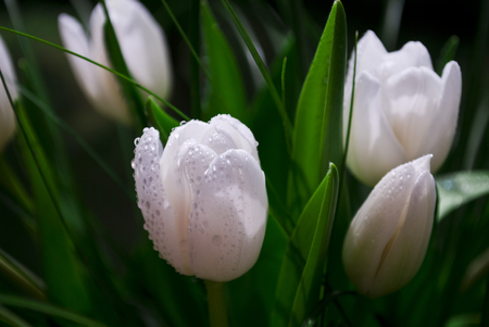 Fresh White Tulips - beautiful, photography, beauty, flowers, tulips, white, nature, garden, park