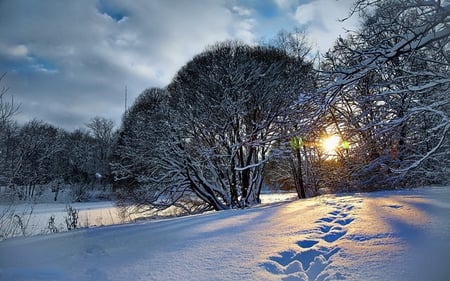 WINTER SUNRISE - branches, rays, trees, sun, snow, winter