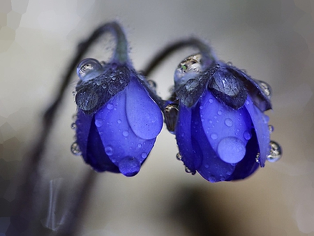 Hepatica nobilis - hepatica, flower, blue, dew