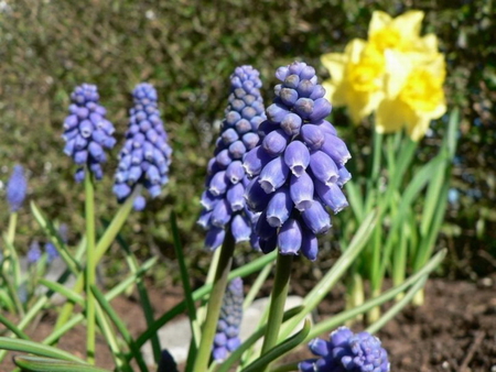 GRAPE HYACINTH - flowers, purple, yellow, green