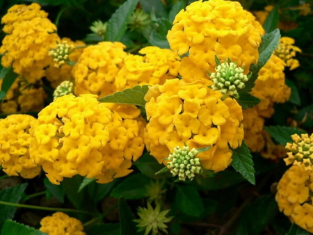 GOLDEN FLOWERS - flowers, yellow, buds, pretty