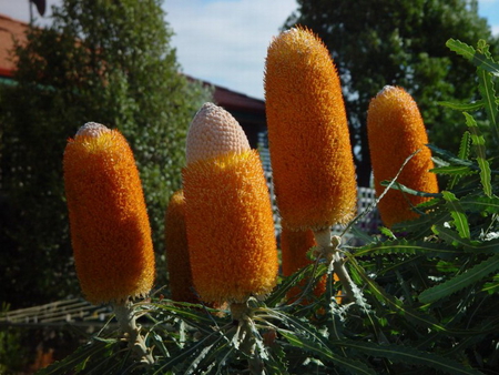 YELLOW BANKSIA - banksia, plant, yellow, flower