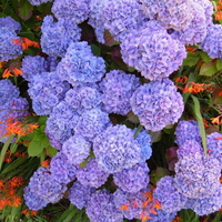 PURPLE-BLUE HYDRANGEA