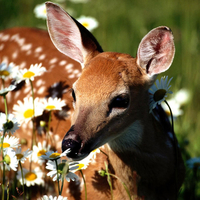 Lovely Spotted Deer Smelling Flowers