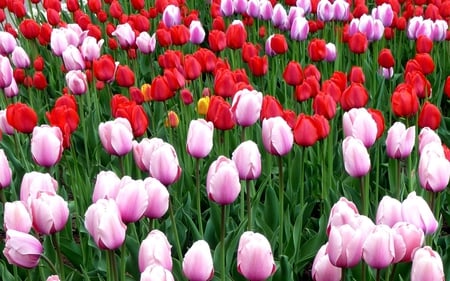 Tulips Carpet - carpet, beautiful, photography, photo, tulips, nature, view, garden, field