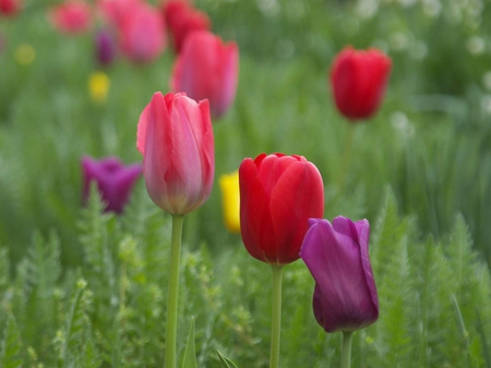 Tulips For My Week-end - beautiful, photography, photo, pink, flowers, tulips, nature, purple, field