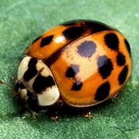 LADY BEETLE