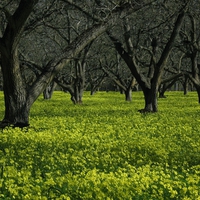 Forest-Meadow