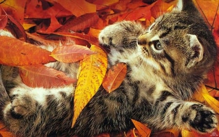 CUTE CAT - autumn, cat, animals, little