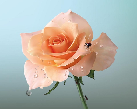 beautiful rose - blossoms, delicate, rose, soft, beauty, flowers, buds, plants, nice, lovely, blooms, nature