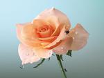 beautiful rose