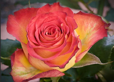 lovely rose - blossoms, red, delicate, rose, soft, beauty, flowers, buds, plants, nice, lovely, blooms, nature