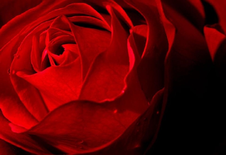 red rose - blossoms, red, delicate, rose, soft, beauty, flowers, buds, plants, nice, lovely, blooms, nature