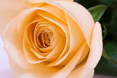 lovely rose bud - blossoms, delicate, rose, soft, beauty, flowers, buds, plants, nice, lovely, blooms, nature