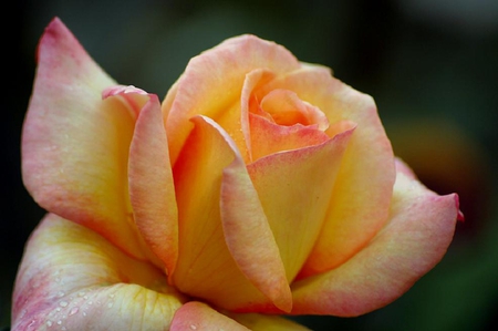 lovely rose - blossoms, delicate, rose, soft, beauty, flowers, buds, plants, nice, lovely, blooms, nature