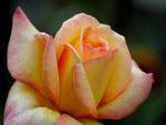 lovely rose