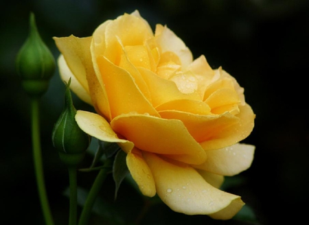 lovely rose - blossoms, delicate, rose, soft, beauty, flowers, buds, yellow, plants, nice, lovely, blooms, nature