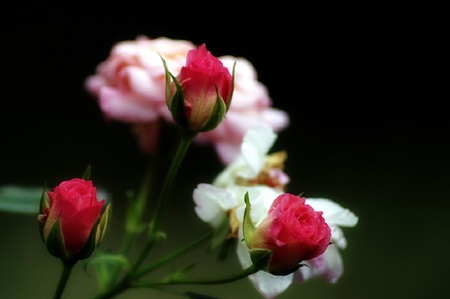 lovely rose - blossoms, red, delicate, rose, soft, beauty, flowers, buds, white, plants, nice, lovely, blooms, nature