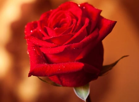 red rose - blossoms, red, delicate, rose, soft, beauty, flowers, buds, plants, nice, lovely, blooms, nature