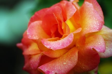 nice rosey - blossoms, delicate, rose, soft, beauty, flowers, buds, plants, nice, lovely, blooms, nature