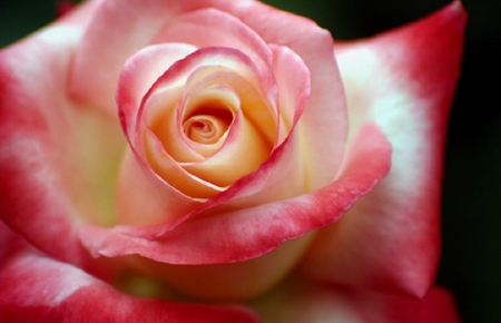 lovely rose - blossoms, delicate, rose, soft, beauty, flowers, buds, plants, nice, lovely, blooms, nature