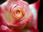 lovely rose