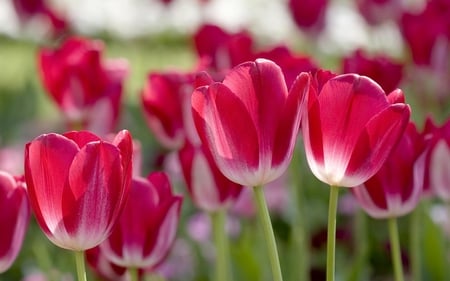 Pink Tulips for No. 1 Butterfly of DN - beautiful, photography, photo, flower, tuilips, nature, garden, field, park