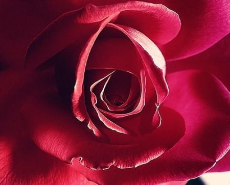 Red rose - blossoms, red, delicate, rose, soft, beauty, flowers, buds, plants, nice, lovely, blooms, nature