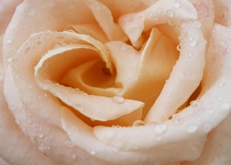 delicate rose - blossoms, delicate, rose, soft, beauty, flowers, buds, plants, nice, lovely, blooms, nature