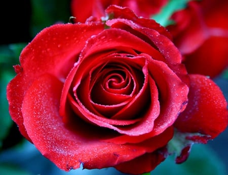 Red rose - blossoms, red, delicate, rose, soft, beauty, flowers, buds, plants, nice, lovely, blooms, nature