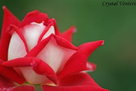 candy cane rose bud - blossoms, delicate, rose, soft, beauty, flowers, buds, plants, nice, lovely, blooms, nature