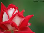 candy cane rose bud