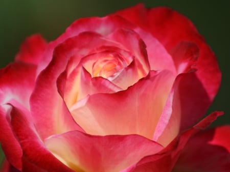 Rose for My Love - nature, beautiful, red, photography, rose, photo, flower