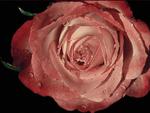 damp rose