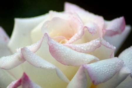 lovely white - blossoms, delicate, rose, soft, beauty, flowers, buds, plants, nice, lovely, blooms, nature