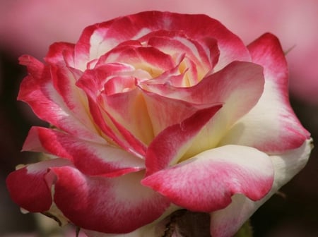 dipped in pink - blossoms, delicate, rose, soft, beauty, flowers, buds, plants, nice, lovely, blooms, nature