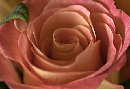 delicate rose - blossoms, delicate, rose, soft, beauty, flowers, buds, plants, nice, lovely, blooms, nature