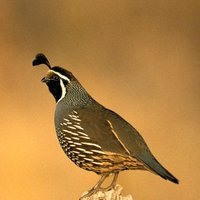 Quail-Bird-Callipepla