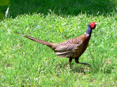 Pheasant-Phasianus-Colchicus - picture, beautiful, colchicus, pheasant, phasianus