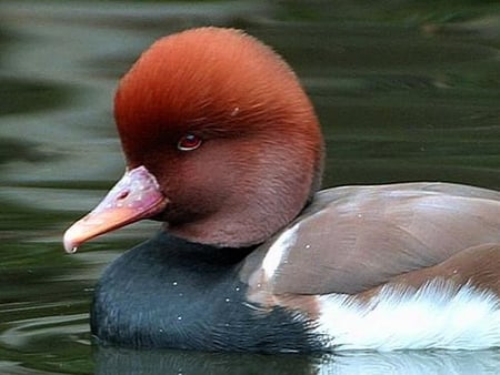 Redhead Duck - picture, duck, redhead, beautiful