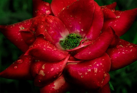 super red - blossoms, delicate, rose, soft, beauty, flowers, buds, plants, nice, lovely, blooms, nature