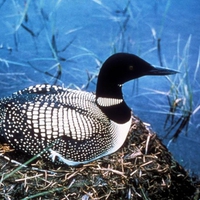 Loon-Bird-On-Nest