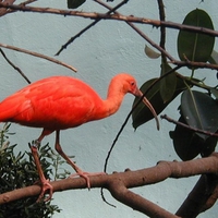 Red-Big-Bird