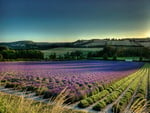 field of lavender