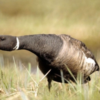 Brant-Bird