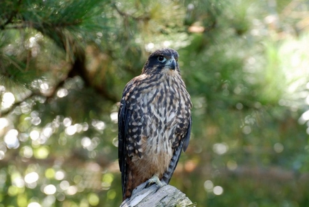 Falcon - picture, cool, falcon, beautiful