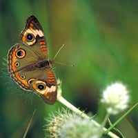 Buckeye-Butterfly