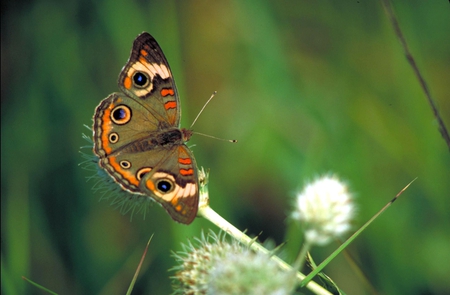 Buckeye-Butterfly - butterfly, picture, buckeye, beautiful