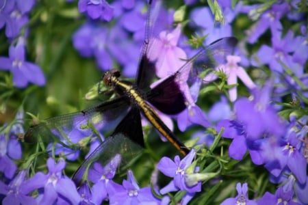 Dragon-Fly - picture, dragon-fly, in flowers, beautiful